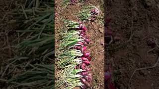 Cipolle Rosse Tropea, scelta del seme per produzione 2020