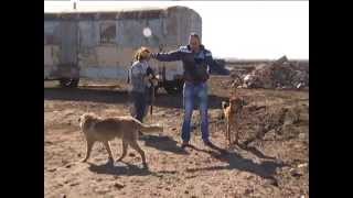 Как работать с нервной и неуверенной собакой (Приют в Ягодном)