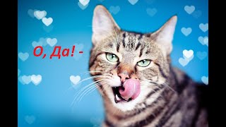 Говорящие коты! Сборник №13 / Funny talking cats