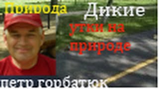 Природа дикие утки на природе