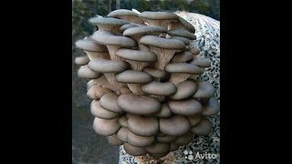 грибы вешенки выращивание