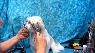 Shih Tzu Styling