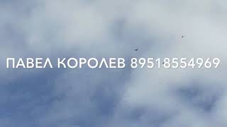 Николаевские голуби королевской селекции