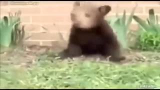 короткие смешные ролики про животных short funny videos about animals