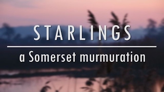 Somerset Starling Murmurations | Bristol Nature Channel