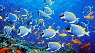 beautiful under the sea | amazing views of nature  | under the sea fish are so lovely