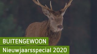 Nieuwjaarsspecial 2020 | De Hoge Veluwe