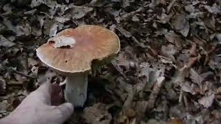 Berner Sennenhund Steinpilze, Grzyby, Grzybobranie z Bernenczykiem 29.09.2017 Film dla Wojtusia