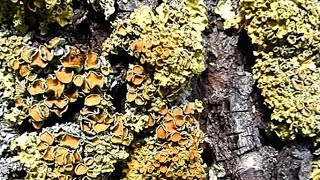 Футаж Муравьи. Видеофутажи. Муравьи Ползают в Коре Дерева. Муравьи Видео. Футажи для видеомонтажа