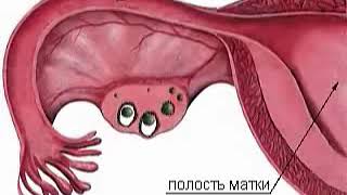 Овуляция, хомиладор булишни истаганлар учун маслахат