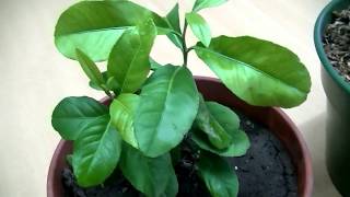 Germinación del limón / evolución de la planta