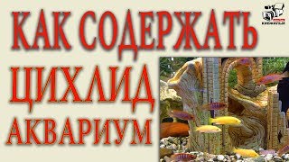 Как содержать Цихлид в домашнем аквариуме. Тема аквариум с  Цихлидами.
