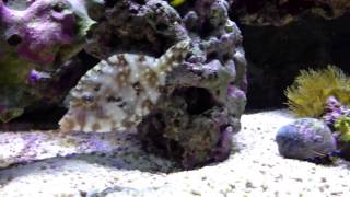 Matted file fish