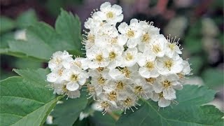 Цветы боярышника. Лечебные свойства цветов боярышника