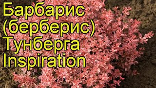 Барбарис тунберга Инспирейшн. Краткий обзор, описание характеристик berberis thunbergii Inspiration