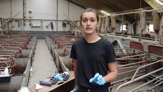 Кастрация поросят. Часть 2. Можно ли кастрировать поросят с диареей?