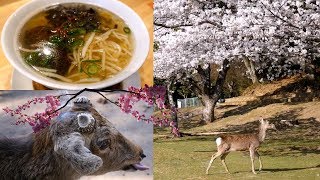 Vegan Options Near Nara Park + Cherry Blossoms and Deer