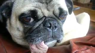 Pug With Seriously Long Tongue