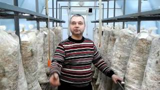 Борьба с мушками при выращивании #вешенки (how to save the harvest of mushrooms from parasites)