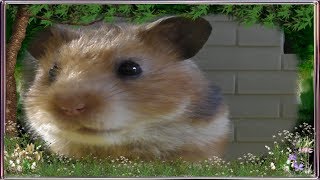 Смешные хомячки/Видео про хомячков/Хомяк съел килограмм сыра и пакет печенья