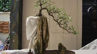 Care of Rock grown Bonsai