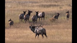 ELK BUGLING IN ROCKY MOUNTAIN NATIONAL PARK HD - Wildlife Photography/Estes Park/Tetons/Jackson Hole