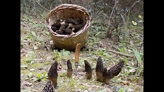 Morel hunting in Greece 11-3-2018 Συλλογή Μορχέλλας 11-3-2018