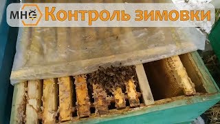 Контролируем зимовку вторая половина января.