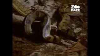 Анаконда против Каймана