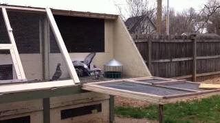 Trap training young bird homers