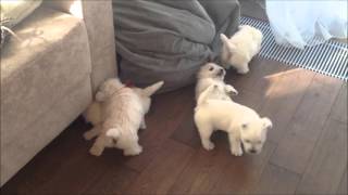 щенки вест хайленд уайт терьера: litter C, born 11.02.2016 (west highland white terrier)