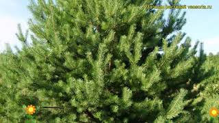 Сосна обыкновенная Парк. Краткий обзор, описание характеристик pinus sylvestris Dyrehave