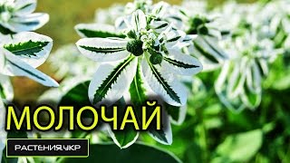 Молочай окаймлённый посадка и уход / садовые цветы