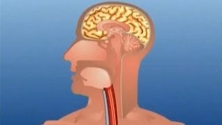 Learn Human Body Part - Internal - Kids Educational Video