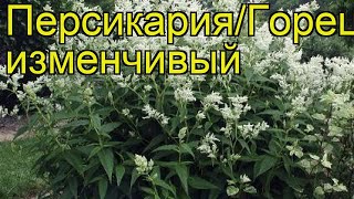 Персикария/горец изменчивый. Краткий обзор, описание характеристик persicaria/polygonum polymorpha