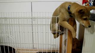 柴犬子犬のゲージ脱走劇に驚愕爆笑