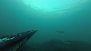 Подводная охота. Проблема выбора или за двумя "ЗАЙЦАМИ" Spearfishing in Black Sea