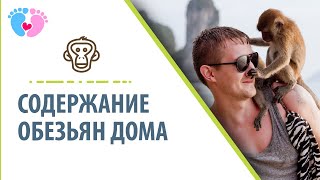 Детям о содержании дома обезьян. Обезьяна в домашних условиях!