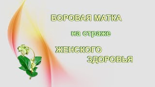 Боровая матка на страже Женского здоровья.Лечебные свойства, показания, рецепты.