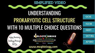 Understanding Prokaryotic Cell Structure with 10 Multiple Choice Questions