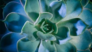 Focus Stacking – Schritt für Schritt – Blende 8 – Folge 154