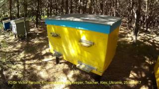 Украинская Пасека на Выезде в Поле  в Киевской области