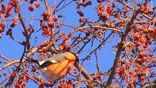 Снегири лакомятся Bullfinches feed sweetly Птицы