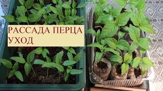 Как вырастить РАССАДУ ПЕРЦА   от посева до пикирования ( УХОД) (153 26.02.2017)