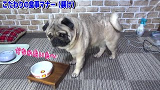 厳しい食事マナーとこだわりの躾けをお教えします。結構、上品に食べる愛犬パグ 『おまめ日記』Pug Comedy Videos From Japan