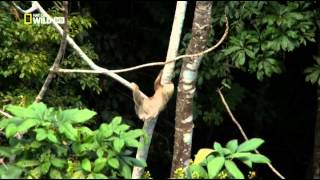 National Geographic. Тайная жизнь хищников. В лесах. 4 серия (в HD)