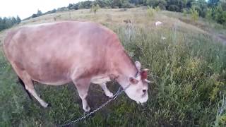 .Признаки скорого отела. Народные приметы.