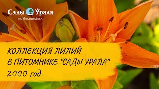 Лилии - коллекция Питомника Сады Урала. Архив - 2000 год.