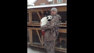 Кролики породы Строкач