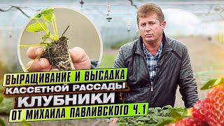 Михаил Павливский о клубнике